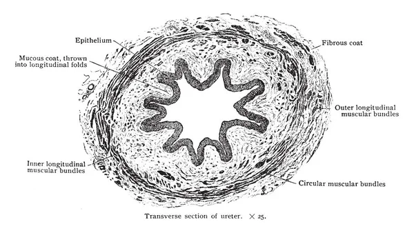 Esta Ilustración Representa Sección Transversal Ureter Dibujo Línea Vintage Ilustración — Archivo Imágenes Vectoriales