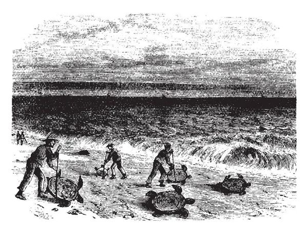 这张图片代表三个人转动海龟右侧向上 复古线画或雕刻插图 — 图库矢量图片