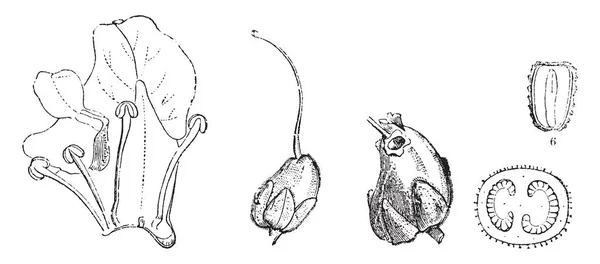 图片显示金鱼草植物的部分 2部分为金鱼草切开的花冠 部分3显示雌蕊 部分4显示成熟的果子 部分5显示它的卵巢的横断面 部分6显示种子 复古线图画或雕刻例证 — 图库矢量图片