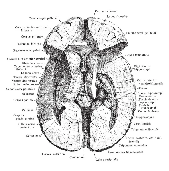 Disección Del Cerebro Que Muestra Ganglios Basales Tercer Ventrículo Estructuras — Archivo Imágenes Vectoriales