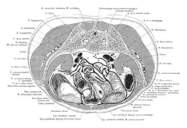 Bu örnekte ilk sakral omur, vintage çizgi çizme veya oyma illüstrasyon gövde kesiti temsil eder..
