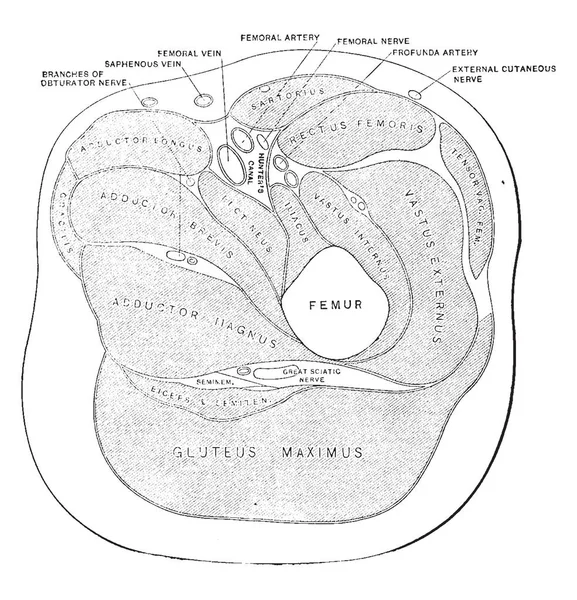 Příčného Řezu Stehna Pod Menší Trochanteru Vintage Kreslení Čar Nebo — Stockový vektor