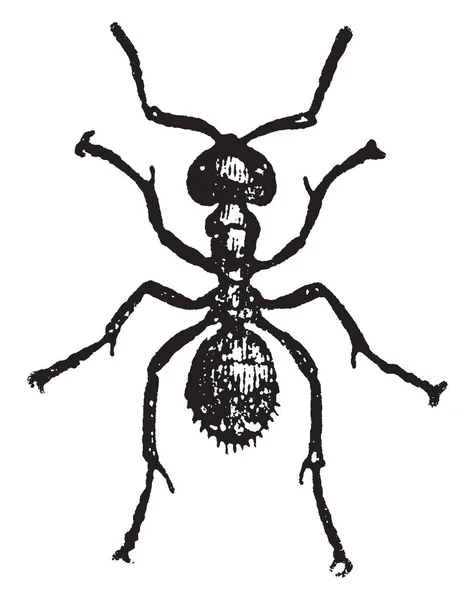 Karınca Işçi Tüm Gıda Tedarik Onların Harika Koloniler Vintage Çizgi — Stok Vektör