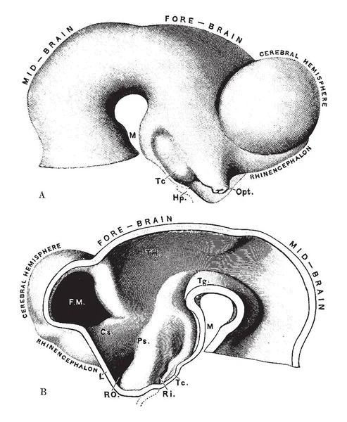 Questa Illustrazione Rappresenta Brain Embryo Disegno Linea Vintage Incisione Illustrazione — Vettoriale Stock