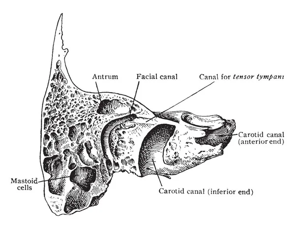 Bu resimde Sagittal bölümü aracılığıyla Temporal kemik, vintage çizgi çizme veya oyma illüstrasyon temsil eder..