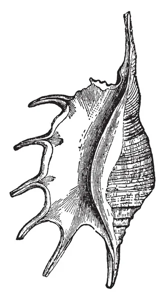 Pteroceras ホテルは大きな海カタツムリ スイショウガイ ビンテージの線描画や彫刻イラストの海産腹足類の軟体動物の種 — ストックベクタ