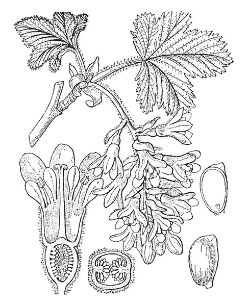 这张照片显示了植物的一部分 这些是叶子 树枝和花的内部部分 它显示半卵巢 子房内有种子 复古线画或雕刻插图 — 图库矢量图片