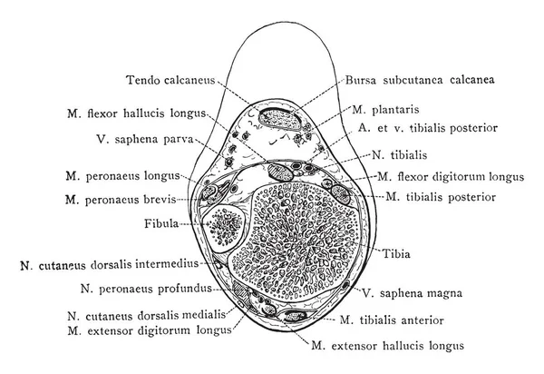 Bir inç harici fibula, vintage çizgi çizme veya oyma illüstrasyon yukarıda Bölüm.