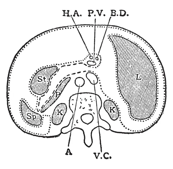 Diagrama Sección Horizontal Través Parte Superior Vértebra Lumbar Dibujo Línea — Archivo Imágenes Vectoriales