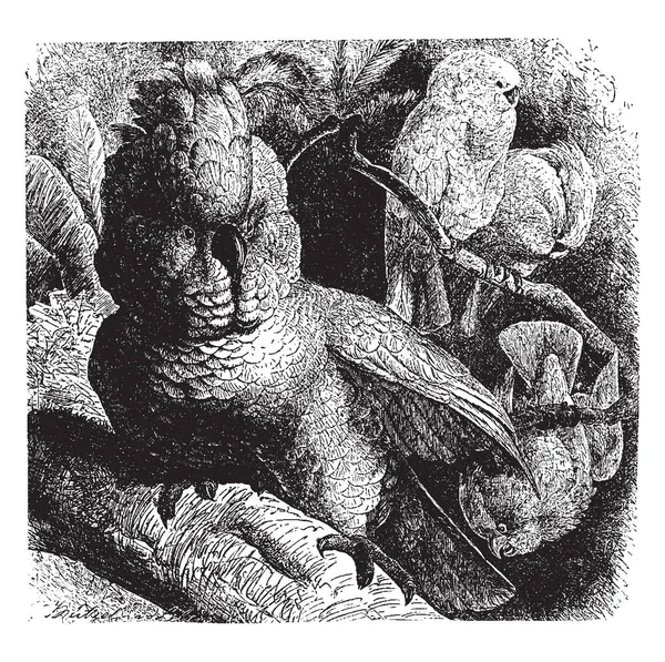 Molucca Cockatoo Est Oiseau Remarquablement Beau Dessin Ligne Vintage Illustration — Image vectorielle