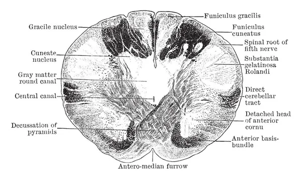 Questa Illustrazione Rappresenta Sezione Trasversale Attraverso Medulla Disegno Linee Vintage — Vettoriale Stock