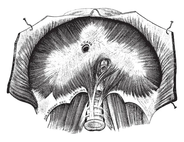 Cette Illustration Représente Diaphragme Bas Dessin Ligne Vintage Illustration Gravure — Image vectorielle