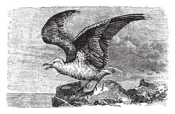 Kittiwake Est Souvent Appelé Pigeon Mer Dessin Ligne Vintage Illustration — Image vectorielle