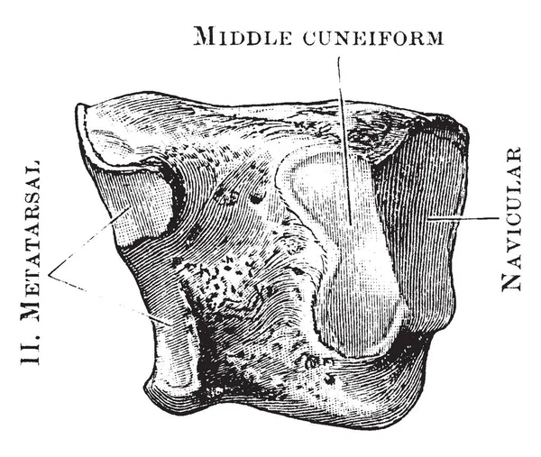 Bu şekilde dış çivi, vintage çizgi çizme veya oyma illüstrasyon temsil eder.