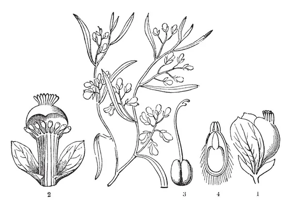 Het Toont Verschillende Stadia Van Bloemen Zoals Meeldraden Deel Van — Stockvector