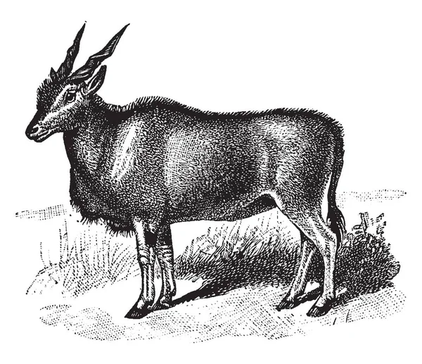 常见的伊兰是在东非和南部非洲发现的大草原和平原羚羊 复古线画或雕刻插图 — 图库矢量图片