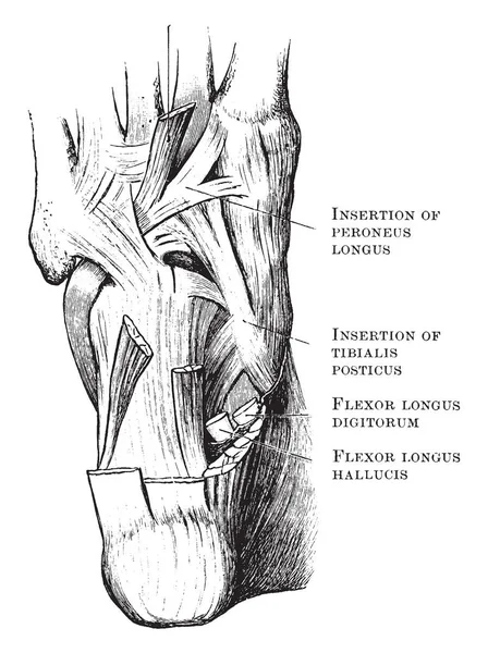 Bu resimde tek ayak, vintage çizgi çizme veya oyma illüstrasyon kaslarında temsil eder..