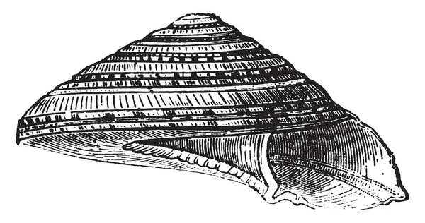 Her fırsatta helezon üst, vintage çizgi çizme veya oyma illüstrasyon kadar kenarını takip Solaryum Perpectivum.