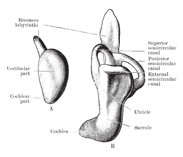 Bu resimde labirent geliştirme, vintage çizgi çizme veya oyma illüstrasyon temsil eder..