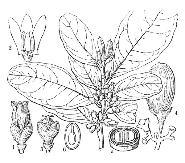 Bu resimde farklı bazı bitkiler verilir. Çiçek, meyve, yaprak ve tohum, vintage çizgi çizme veya oyma illüstrasyon.