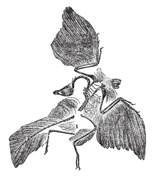 Archaeopteryx Fossiel Dit Vroegste Meest Primitieve Vogel Vintage Lijntekening Gravure — Stockvector