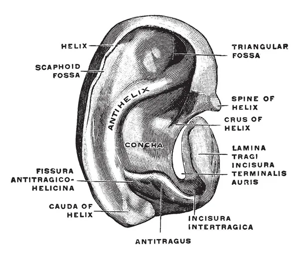 Bu resimde kulak kıkırdak, vintage çizgi çizme veya oyma illüstrasyon temsil eder..