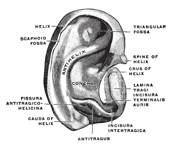 この図は 耳の軟骨 ビンテージの線描画や彫刻イラスト — ストックベクタ