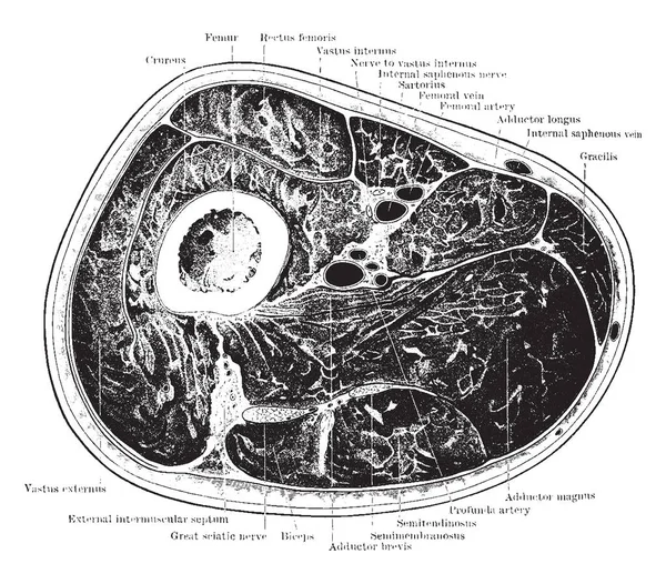 Bölümü uyluk üst kısmındaki bir avcının Canal, vintage çizgi çizme veya oyma illüstrasyon düzeyde üzerinden.
