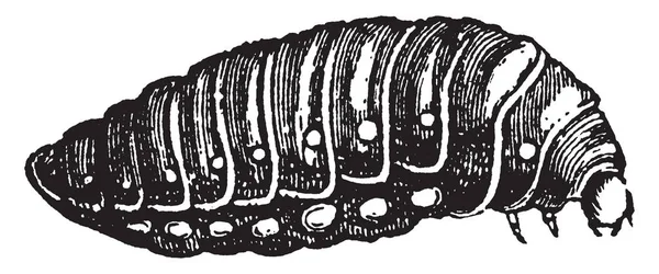 Üçüncü Larva, Sitaris sözleşmeleri ve kış, vintage çizgi çizme veya oyma illüstrasyon geçer Humeralis.