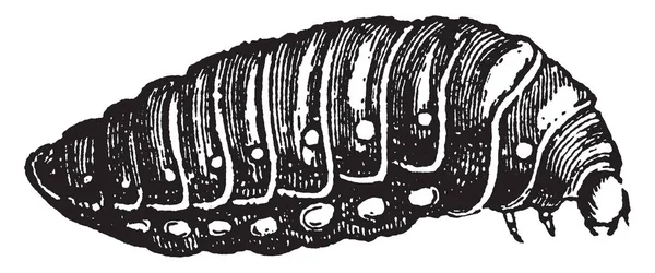 Dritte Larve Von Sitaris Humeralis Die Sich Zusammenzieht Und Durch — Stockvektor