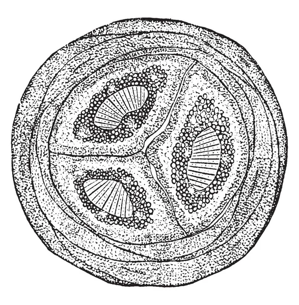 Esto Pino Hoja Larga Secciones Cruzadas Hojas Tiene Forma Circular — Archivo Imágenes Vectoriales