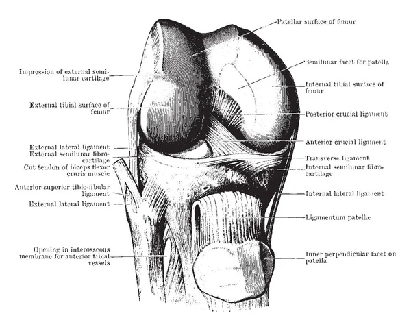 Bu resimde diseksiyon, diz eklem--dan açık, vintage çizgi çizme veya oyma illüstrasyon temsil eder.
