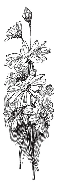 画像は ヒナギクを見せています これは デイジーの花の束です これらの花は白 ビンテージ ライン図面やイラストを彫刻 — ストックベクタ