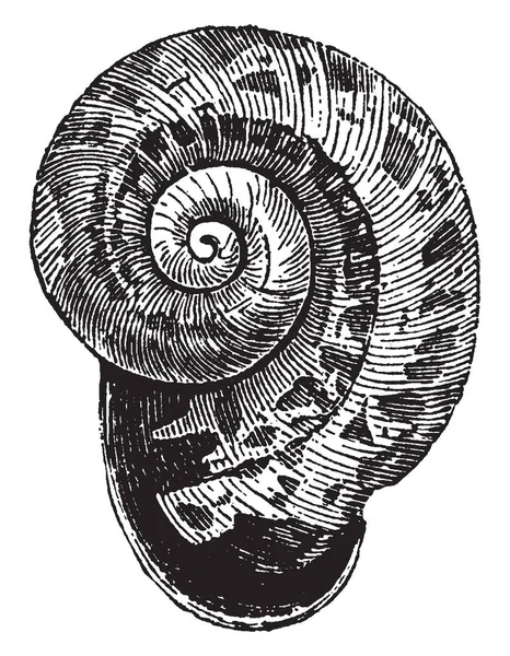 Helix Waltoni hangi cins Helix, vintage çizgi çizme veya oyma illüstrasyon düz veya biform sınıflandırılması.