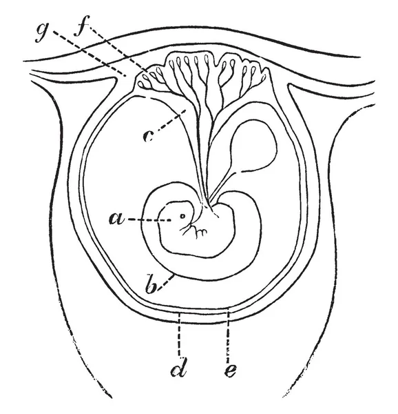 这个插图代表胎盘的早期形成 复古线图画或雕刻例证 — 图库矢量图片