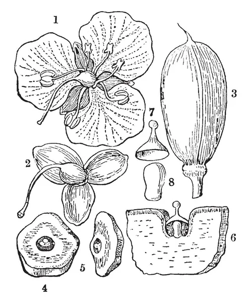 Zdjęcie Przedstawia Część Spiderwort Roślin Należy Spiderwort Rodziny Powszechnie Znane — Wektor stockowy