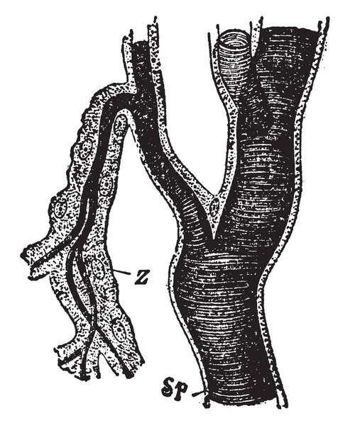 Tracheal 줄기와 빈티지 — 스톡 벡터