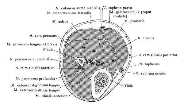 Alt bacak, vintage çizgi çizme veya oyma illüstrasyon aracılığıyla üst üçüncü bölüm.