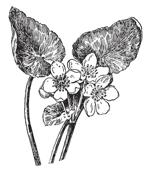 它是属于 Primulaceae 复古线画或雕刻插图的西洋樱草植物 — 图库矢量图片