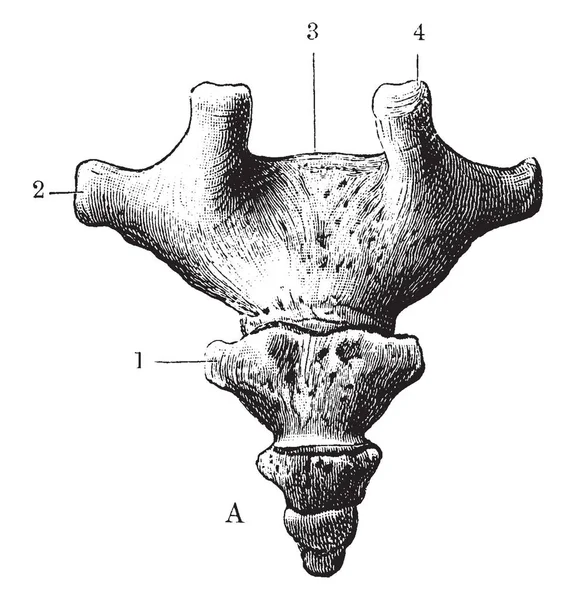 Deze Afbeelding Vertegenwoordigt Posterior Oppervlak Van Het Stuitbeen Vintage Lijntekening — Stockvector