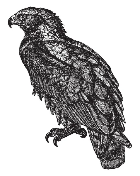 ゴールデン イーグルである北半球 ビンテージの線描画や彫刻イラストで知られる猛禽類 — ストックベクタ