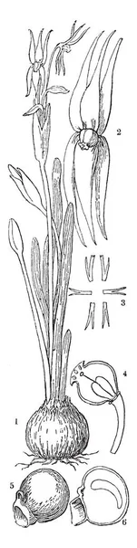 Miersia 属植物 植物生长在水中 其内部有色是花瓣状 复古线画或雕刻插图 — 图库矢量图片