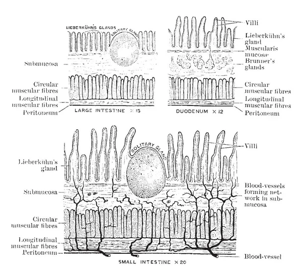 Este Diagrama Representa Estructura Del Intestino Dibujo Líneas Vintage Ilustración — Vector de stock