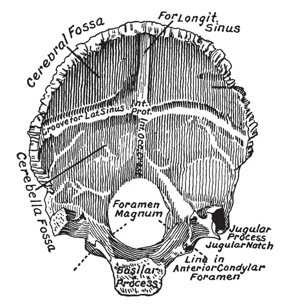 Cette Illustration Représente Occipital Bone Dessin Ligne Vintage Illustration Gravure — Image vectorielle