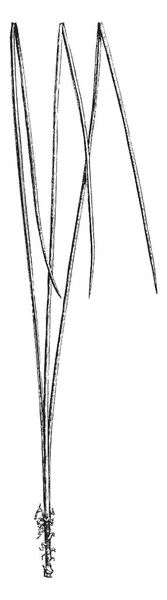 Картина Двух Третей Натурального Размера Листового Пучка Листья Приходят Связке — стоковый вектор