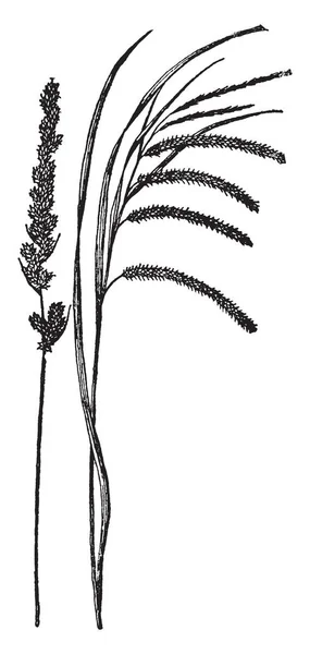 图片显示狐狸的芦苇和流苏的芦苇 也称为苔草 Vulpinoidea 和苔草 Crinita 两个都原产于北美洲 属于家庭莎草科 复古线画或雕刻插图 — 图库矢量图片