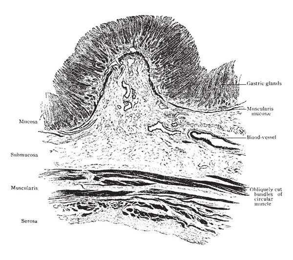 Bu resimde enine bölüm, mide, vintage çizgi çizme veya oyma illüstrasyon temsil eder..