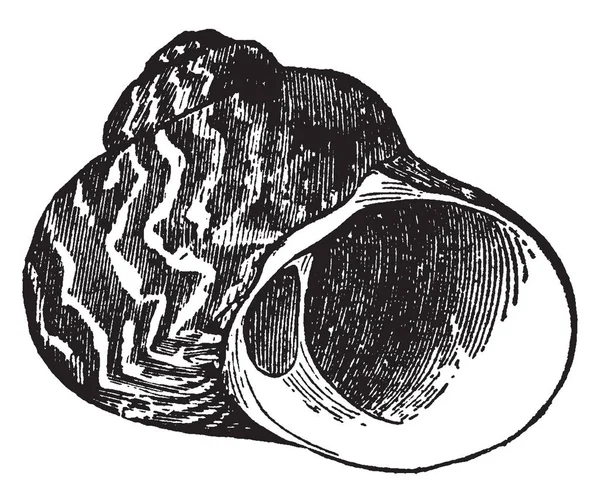 Turbo Undulatus Широко Известен Австралийская Кожа Змея Рисунок Винтажной Линии — стоковый вектор