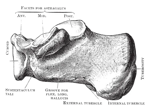 Bu örnekte iç tarafı, Os Calcis, vintage çizgi çizme veya oyma illüstrasyon temsil eder..