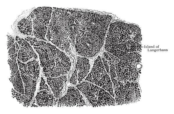 Questa Illustrazione Rappresenta Sezione Del Pancreas Mostrando Disposizione Lobuli Disegno — Vettoriale Stock